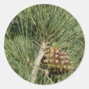Search for pine needle stickers Nature
