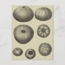 Search for black and white postcards Ocean