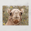 Search for nomad postcards Caravan