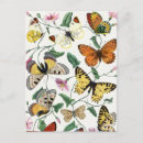 Search for vintage butterfly postcards Moth