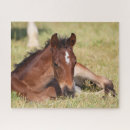 Search for warmblood Bob langrish
