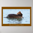 Search for merganser duck Ducks
