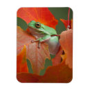 Search for green tree frog magnets Nature