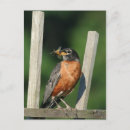 Search for early bird postcards Robin