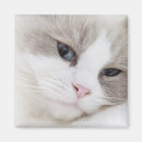 Search for ragdoll magnets Animal