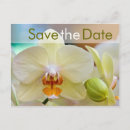 Search for orchidee Blume