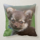 Search for liver cushions Puppy