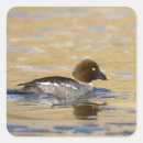Search for common as a stickers Animal