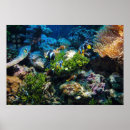 Search for coral reef posters Marine life