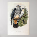 Search for cuckoo posters Vintage