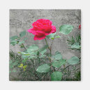 Search for garden photography kitchen dining Pink