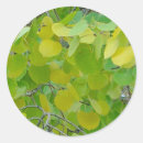 Search for aspen leaf stickers Forest