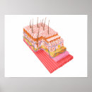 Search for human skin posters Anatomy
