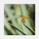 Search for flying dragons magnets Nature