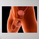 Search for human reproduction posters Complexity