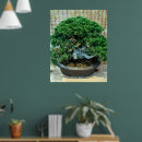 Search for bonsai tree art Chinese