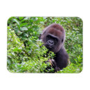 Search for gorilla magnets Wild