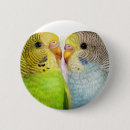 Search for budgerigar badges Budgie
