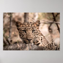 Search for leopard portrait art Big cats