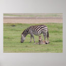 Search for newborns posters Animals