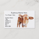 Search for farm veterinarian business cards Cow