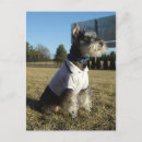 Search for schnauzer puppy postcards Pet