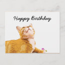 Search for white cat birthday cards Orange