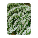 Search for shrubs magnets Floral