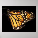 Search for monarch butterfly posters Animal