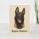 Search for belgian malinois cards Pet