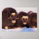 Search for arctic circle posters Usa