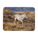 Search for mules magnets Farm
