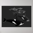 Search for orca killer whale posters Black and white