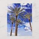 Search for coconuts postcards Tropics