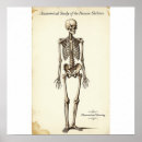 Search for vintage hand anatomy art Skeleton
