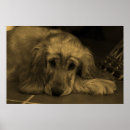 Search for golden retriever posters Dog breed