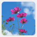 Search for cosmos flower stickers Garden