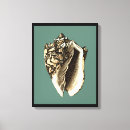 Search for beach shells canvas prints Coastal
