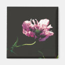 Search for papaver magnets Poppy