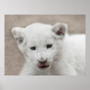 Search for lion image posters Africa