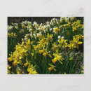 Search for yellow daffodil postcards Nature