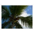 Search for coconut posters Palm