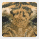Search for tiger eye stickers Nature