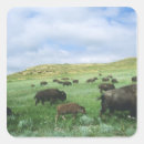 Search for herd stickers Bison