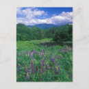 Search for mount lafayette New hampshire