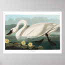 Search for audubon birds posters Drawing