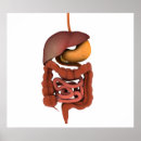Search for conceptus posters Human organs