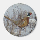 Search for pheasants magnets Hunting