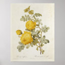 Search for pierre joseph redoute posters 1817