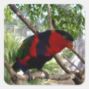 Search for lorikeet stickers Parrot